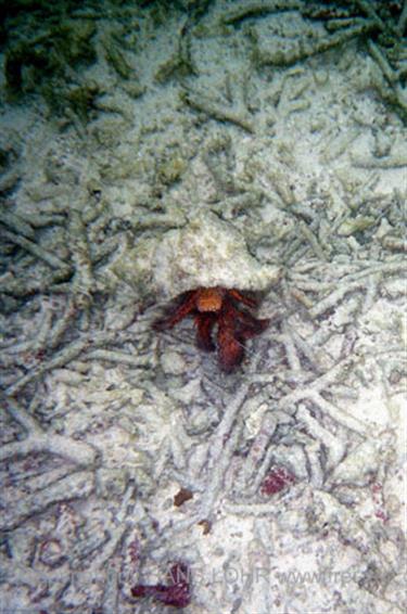 Meedhupparu 2004 Unterwasser-Fotos,_833_16A B_478